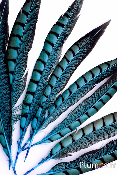 Faisan de Colchide - 20-30 cm - turquoise